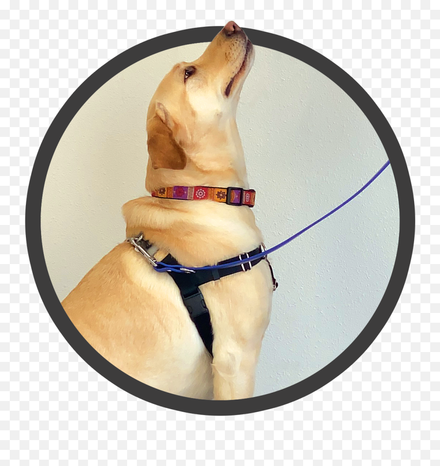 Dog Board And Train Wags Pet Resort - Martingale Emoji,Labrador Retriever Happy Birthday Emoticon