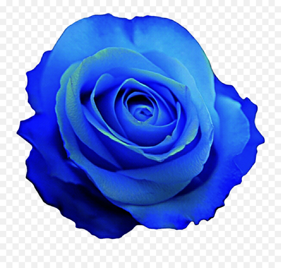 Blue Rose Desktop Wallpaper Clip Art - Blue Flower Png Emoji,Emoji 936