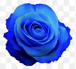 Blue Rose Desktop Wallpaper Clip Art - Blue Flower Png Emoji,Emoji 936