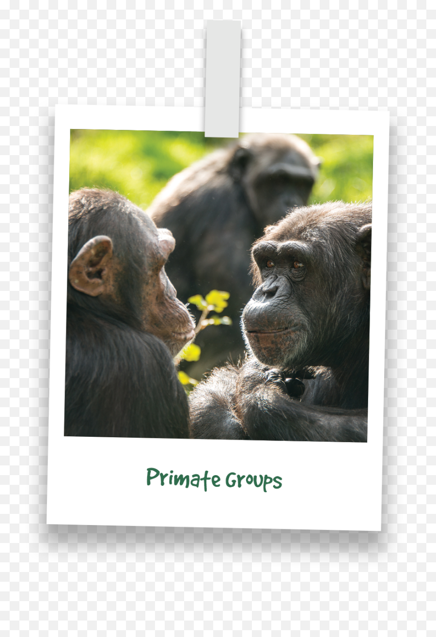 Testimonials - Photo Caption Emoji,Orangutan Showing Emotions