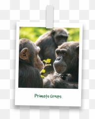 Testimonials - Photo Caption Emoji,Orangutan Showing Emotions
