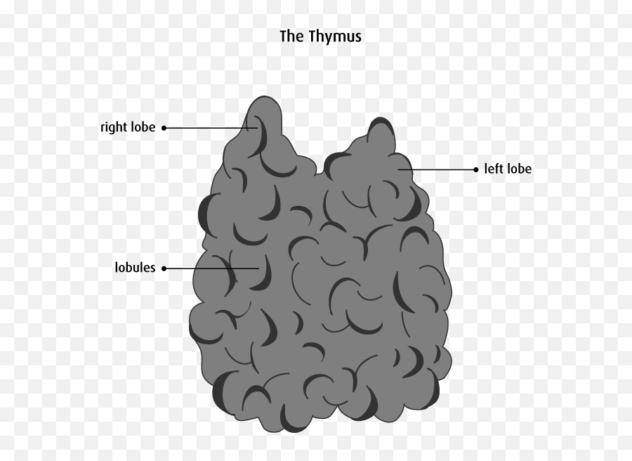 The Thymus - Lobes Of Thymus Emoji,Emotion Code For Lymph System