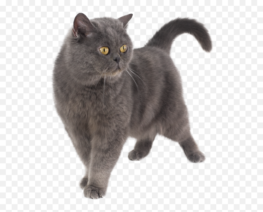 Fotos De Stock Gratis U2013 Hermosas Imágenes De Personas Y - British Shorthair Emoji,Emoji Tirando Dinero