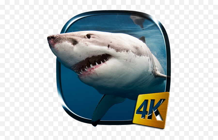 Shark 4k Live Wallpaper 2 Emoji,Shark Emoji Android