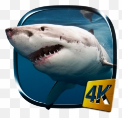 Shark 4k Live Wallpaper 2 Emoji,Shark Emoji Android