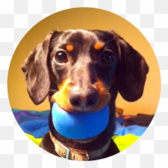 My Favorite Squeaky Toys - Crusoe The Celebrity Dachshund Emoji,Emoji Squeaky Ball Dog