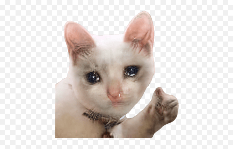 Gato Llorando Png Emoji,Yamero Emoji Gif