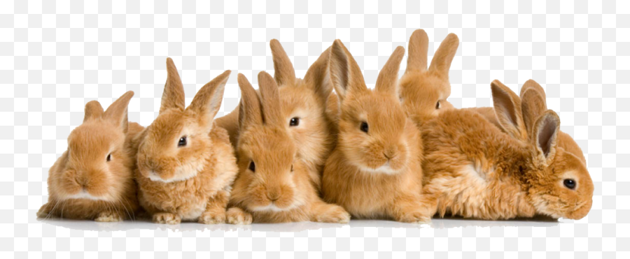 Easter Rabbit Png File Png Mart Emoji,Bunny Pixel Emojis