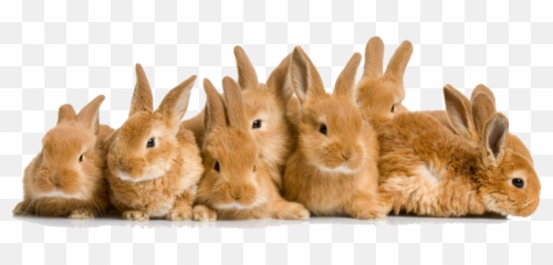 Easter Rabbit Png File Png Mart Emoji,Bunny Pixel Emojis