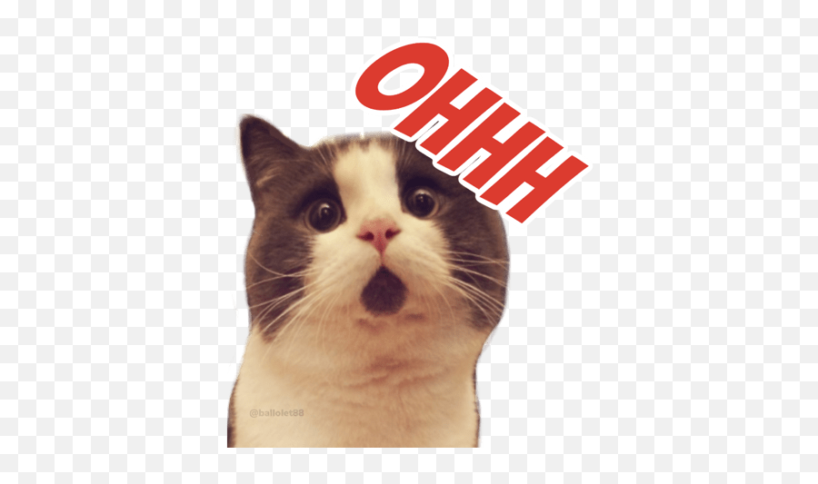 Reacciones Gatos Emoji,Cat Scared Emoji