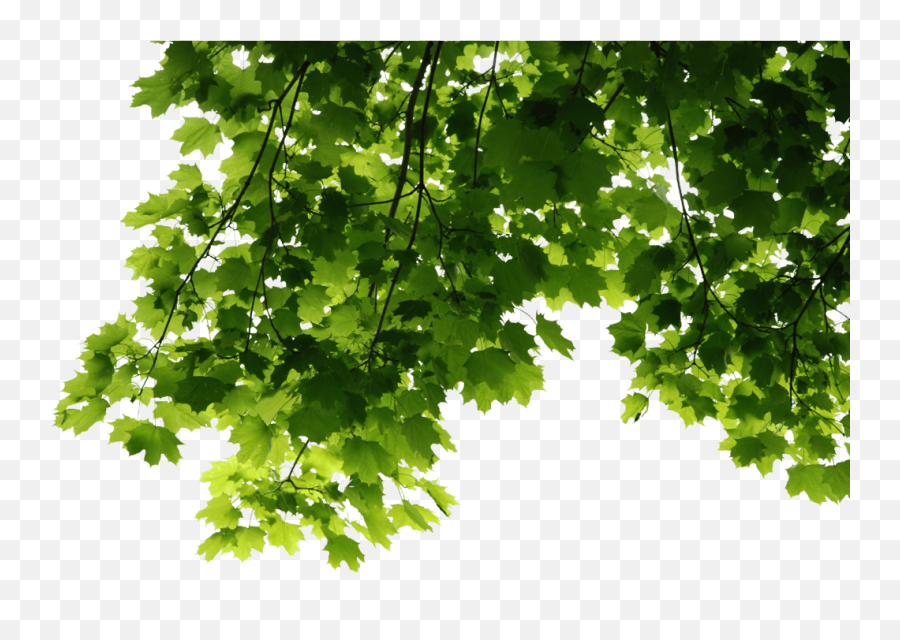 Green Leaves Png Image Png Mart Emoji,Mable Leaf Emoji