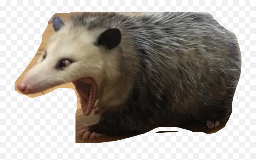 Possum Memes Opossum Sticker - Love You Hoe Meme Emoji,Possum Emoji