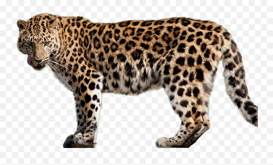 Amur Leopard - Leopard With White Background Emoji,Cheetah Emoji