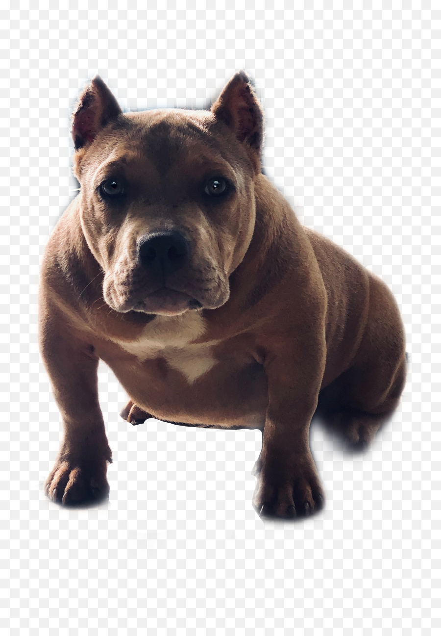 Pitbull Bully Exoticbully Sticker - Pit Bull Emoji,Emoji Of Pitbull