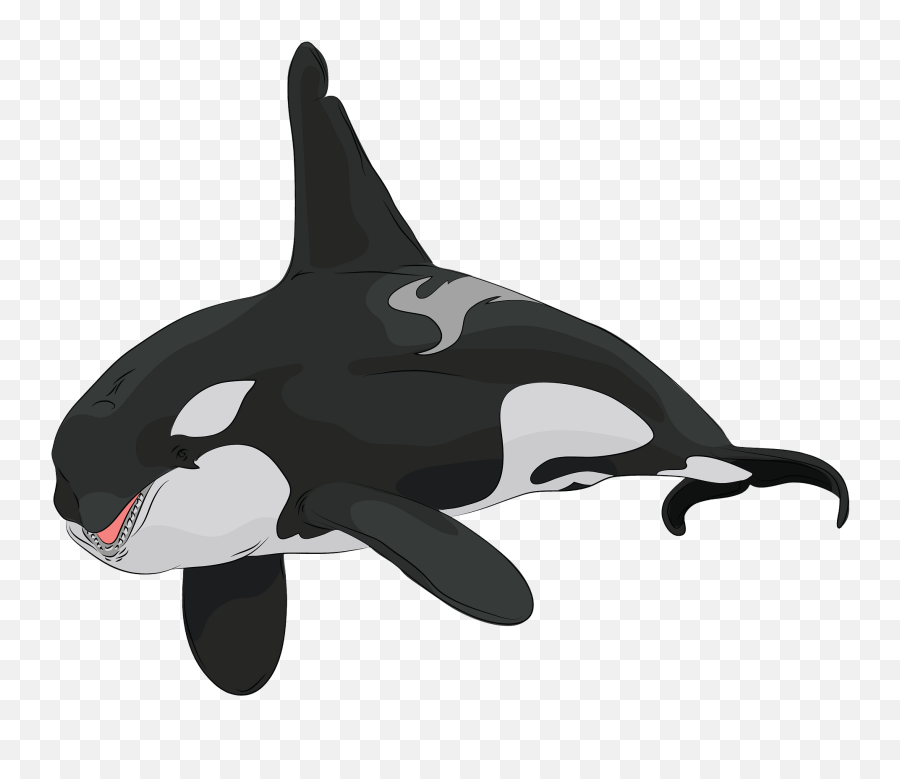 Killer Whale Clipart - Png Emoji,Orca Emoji