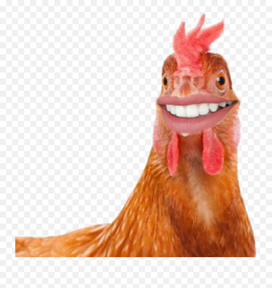 Chicken Stickers - Eating Chicken Meme Emoji,Rooster + Chicken Leg Emoji