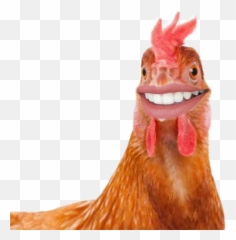 Chicken Stickers - Eating Chicken Meme Emoji,Rooster + Chicken Leg Emoji