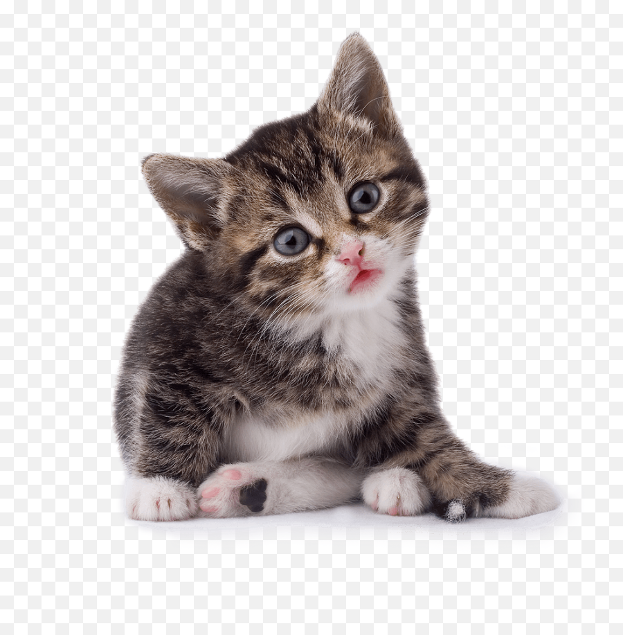 42 Cat Png Image Download Picture Kitten - Kitten Png Emoji,Grey Tabby Emojis