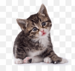 42 Cat Png Image Download Picture Kitten - Kitten Png Emoji,Grey Tabby Emojis