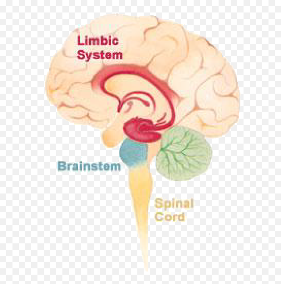 The Nervous System U2039 Opencurriculum - Cortex Cerebellum Limbic System Brain Stem Emoji,Umami The Fifth Emotion