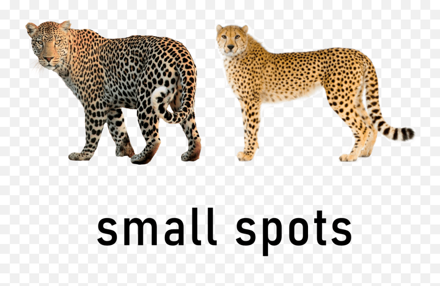 Comparative - Jaguar Transparent Background Emoji,Facebook Emojis Leopard