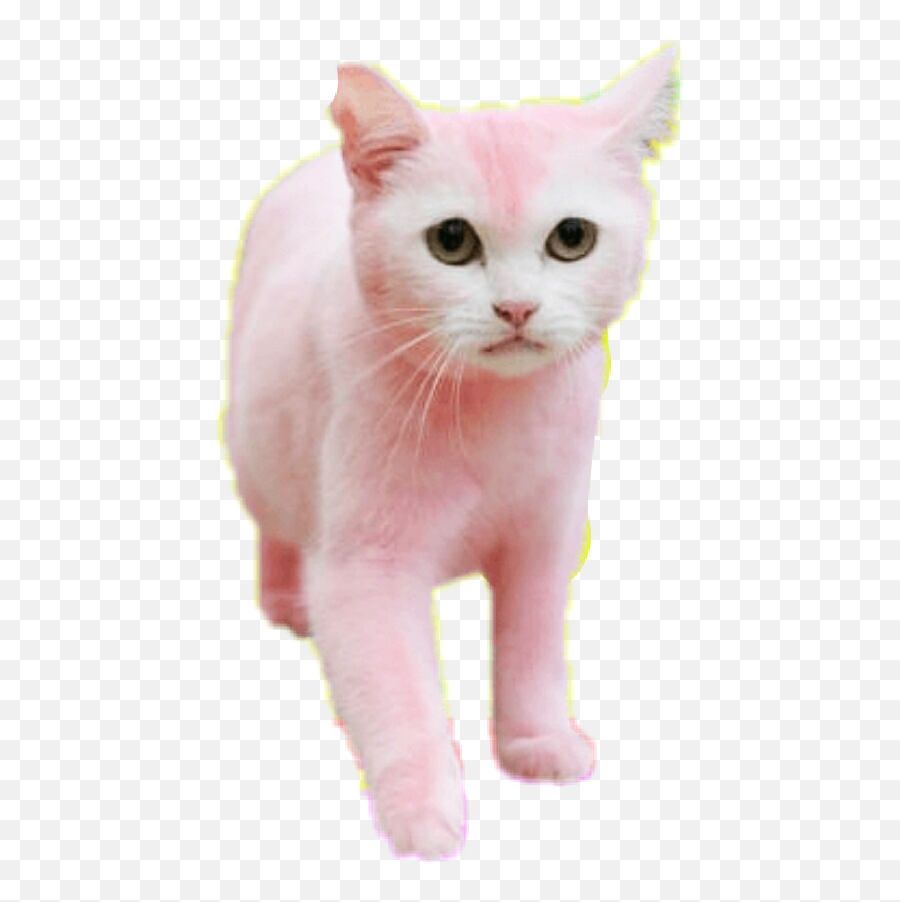 Cat Nyan Pink Cat Sticker - Cat Dyed Pink Emoji,Nyan Cat Emoji