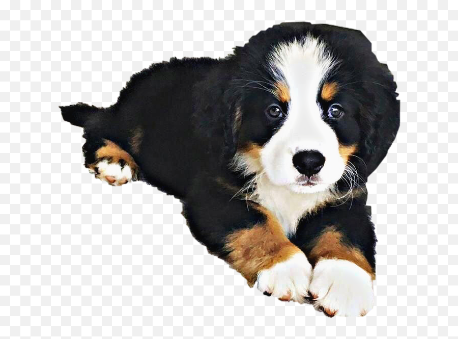 Puppy Dog Petsandanimals White Sticker - Bernese Mountain Dog Emoji,Bernese Mountain Dog Emoji