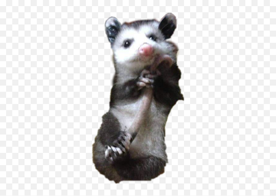 Possum Babypossum Opossum Sticker - Love A Possum Emoji,Possum Emoji