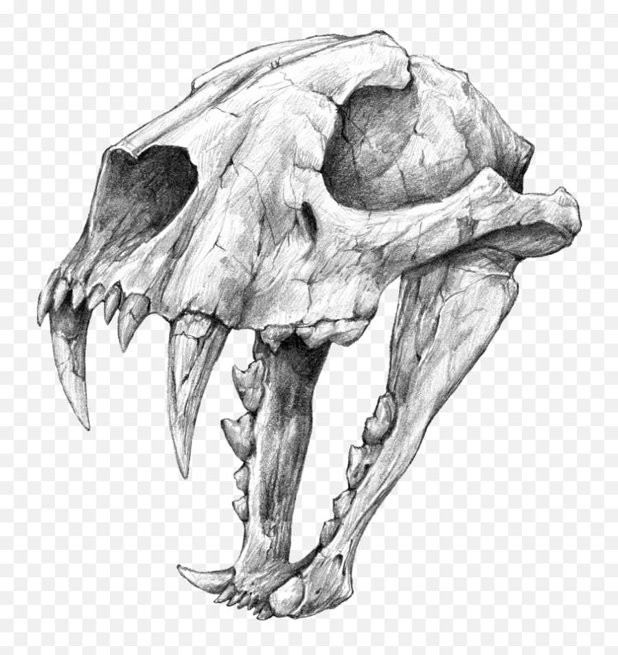 Animal Skull Drawing Cat Skull - Pencil Cat Skull Drawing Emoji,Artist That Draw Emotions As Pokemon