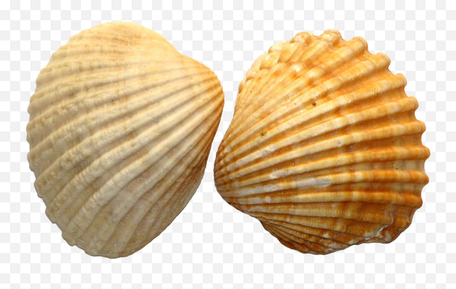 seashell-shell-pngs-png-shell-meaning-in-hindi-emoji-seashell-emoji