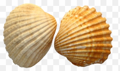 Seashell Shell Pngs Png - Shell Meaning In Hindi Emoji,Seashell Emoji
