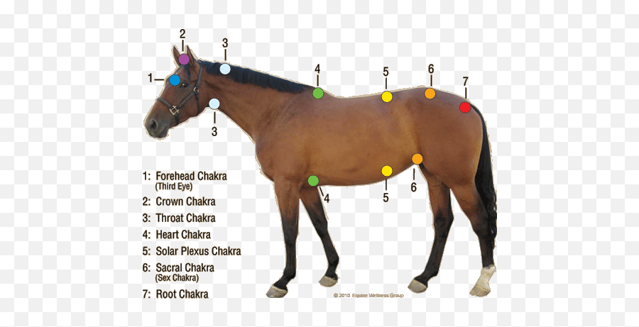 Alternative Equine Health - Healing Horses Hand Energy Emoji,The Emotion Code Healing Horses