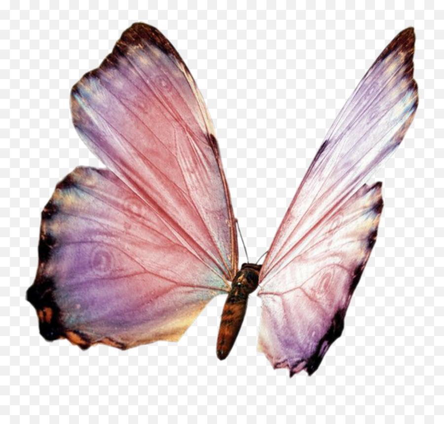 Discover Trending Florzinha Stickers Picsart - Butterflies Emoji,Emoji Florzinha