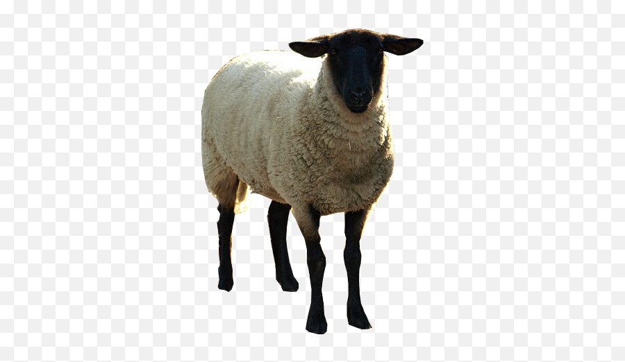 Black Sheep - Real Black Sheep Png Emoji,Black Sheep Emoji