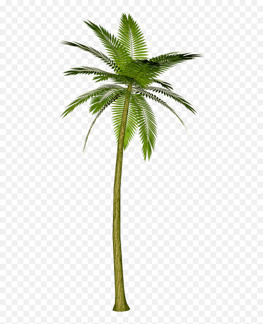 Tree Images - Clipartsco Palm Tree Png Emoji,Colorful Palm Trees With Emojis