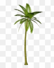 Tree Images - Clipartsco Palm Tree Png Emoji,Colorful Palm Trees With Emojis