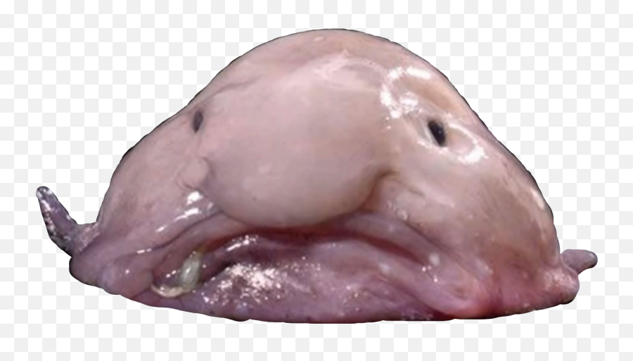 Blobfish Fish Blob Seacreature Sticker - Funny Looking Fishes Emoji,Blobfish Emoji