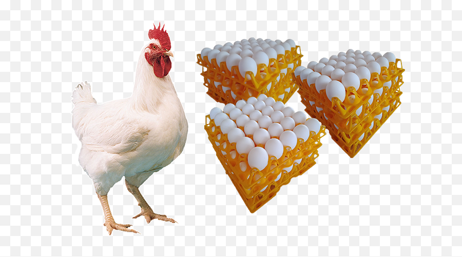The Official Brookside Group Of Companies - Broiler Chicken Png Emoji,Comb Emoji