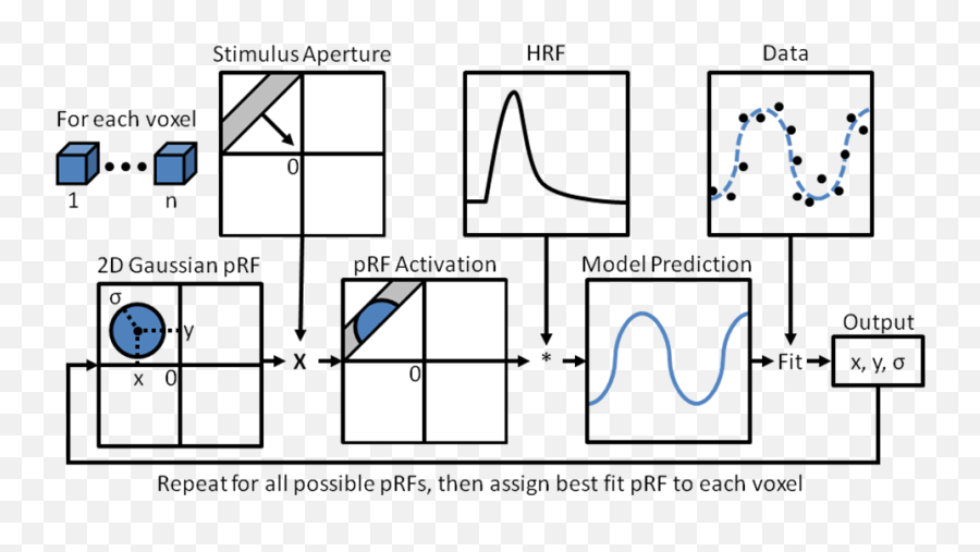 Visual Field Map Organization In Human Visual Cortex - Vertical Emoji,Medial Dorsal Nucleus Thalamus Memory Emotion Step 1