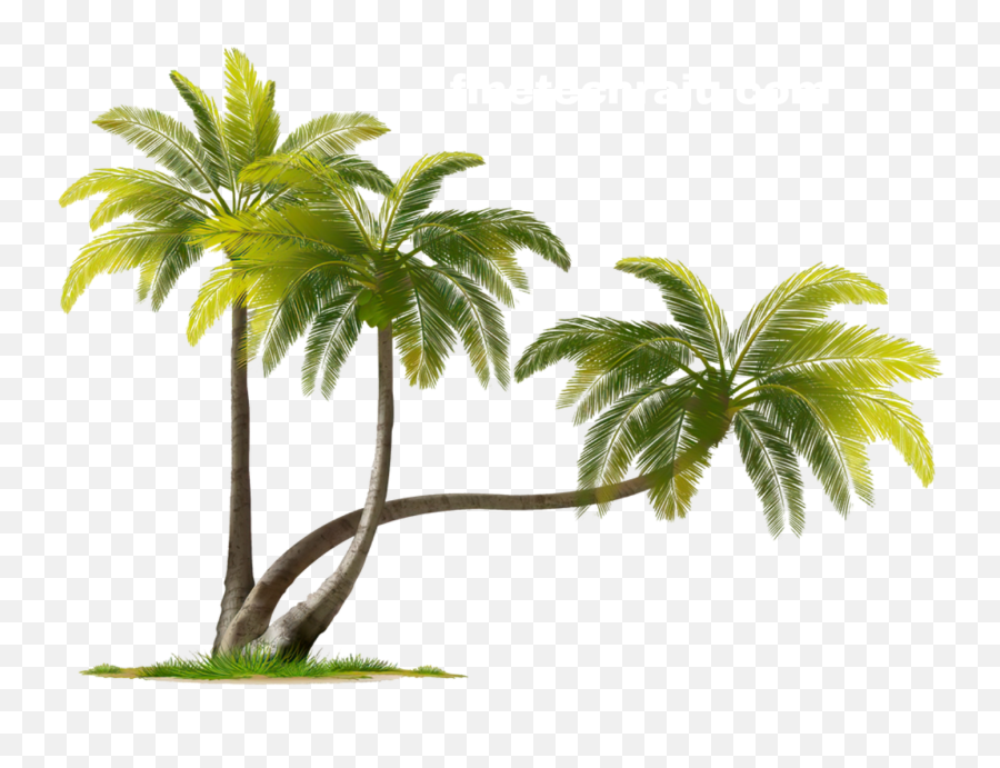 Coconut Tree Png Image And Nariyal Transparent Image Emoji,Emoji Palm Tree Background