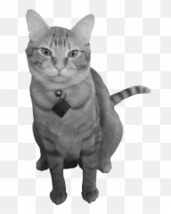 Cat Power U2013 Ursidice Emoji,Animal Crossing Embarrased Emotion