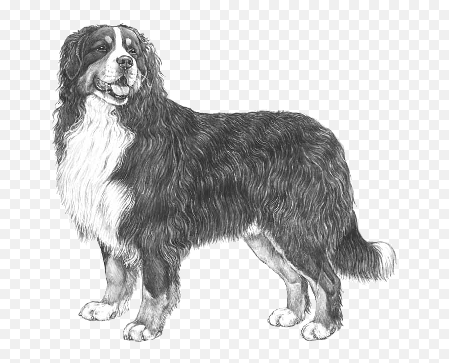 Bernese Mountain Dog - Bernese Mountain Dogs Black And White Clipart Emoji,Bernese Mountain Dog Emoji