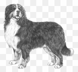 Bernese Mountain Dog - Bernese Mountain Dogs Black And White Clipart Emoji,Bernese Mountain Dog Emoji