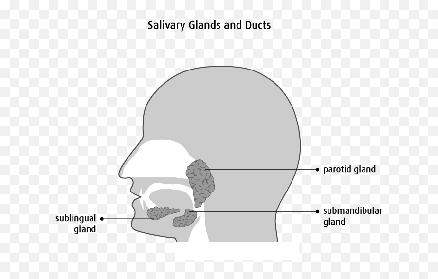 The Salivary Glands - Dot Emoji,Emotion Code For Lymph System