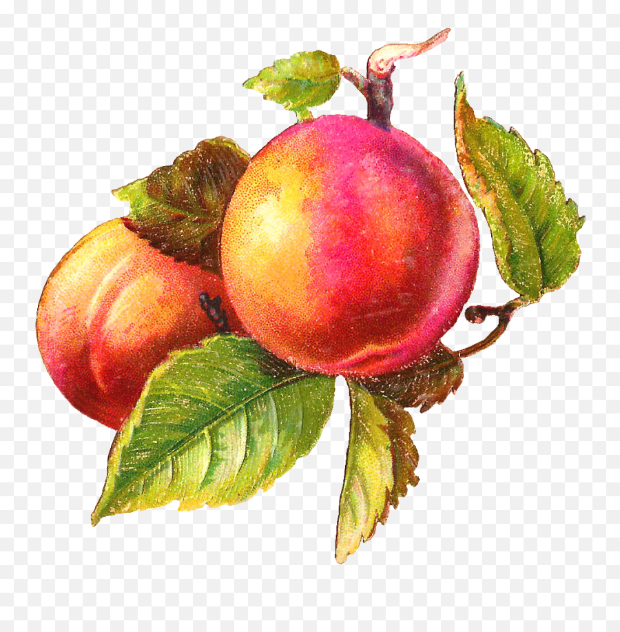 Peach Clip Art 2 Image - Clipartix Vintage Peach Clipart Emoji,Peach Emoji Png