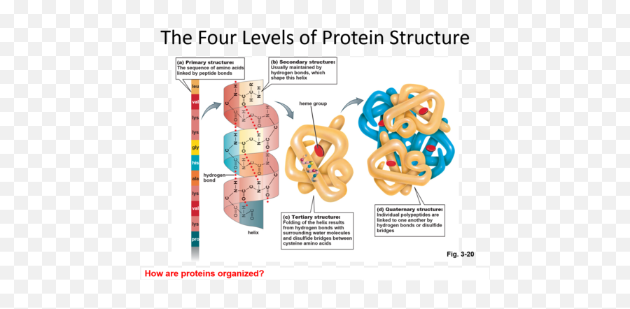 Protein Structuresfolding - Misfolding Flashcards Quizlet 3 Emoji,Water Molecules Affected By Emotion