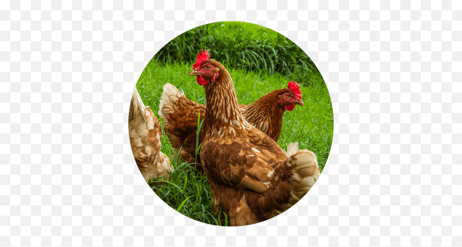 Poultry Nutrition And Health Diamond V - Backyard Chickens Book Emoji,Facebook Emotions Chickens