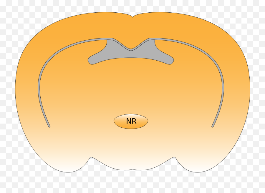 Nucleus Reuniens - Wikipedia Reuniens Thalamic Nucleus Emoji,Medial Dorsal Nucleus Thalamus Memory Emotion Step 1