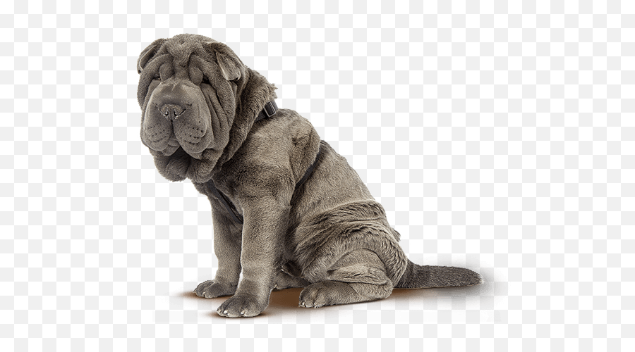 Premium Pet Insurance With Prime Pet Insurance Emoji,Shar Pei Emoticon