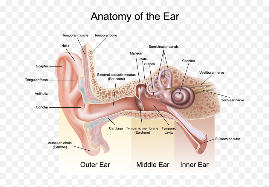 Latest News Richmond Ent Emoji,Ear Pressure Points Emotions